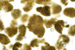 Moesziomyces bullatus