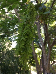 Acer cissifolium