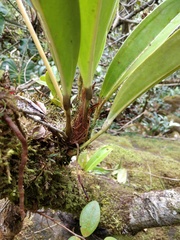 Anthurium durandii