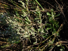 Helichrysum indicum