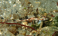 Chitonotus pugetensis