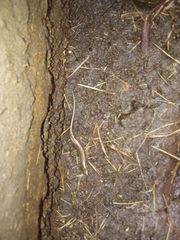 Aspronema dorsivittatum