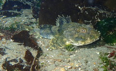 Myoxocephalus polyacanthocephalus