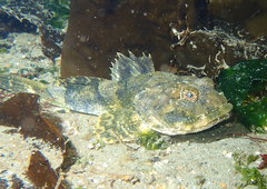 Myoxocephalus polyacanthocephalus
