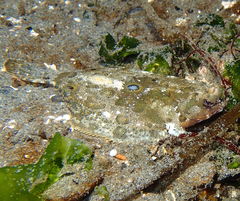 Pleuronichthys coenosus