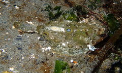 Pleuronichthys coenosus