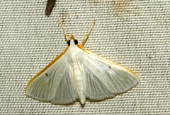 Palpita vitrealis