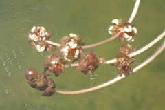 Potamogeton foliosus