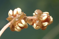 Potamogeton foliosus