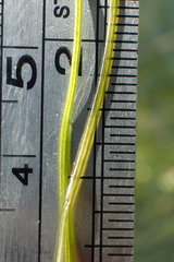 Potamogeton foliosus