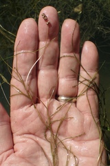 Potamogeton foliosus