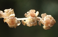 Potamogeton foliosus