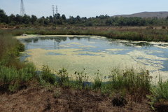 Potamogeton foliosus