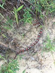 Cemophora coccinea copei