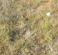 Oenothera glaucifolia