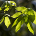 Quercus serrata - Photo (c) TommyHAGA, μερικά δικαιώματα διατηρούνται (CC BY-NC-SA)