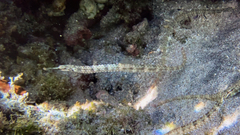Corythoichthys schultzi