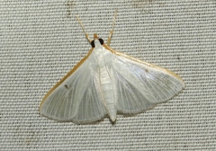 Palpita vitrealis