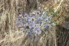 Eryngium amethystinum