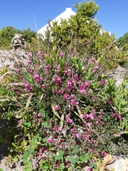 Indigofera platypoda
