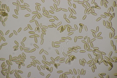Caloboletus radicans
