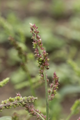 Moesziomyces bullatus