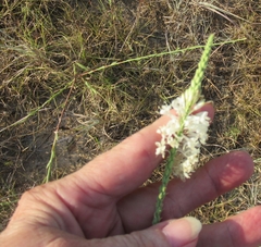 Oenothera glaucifolia