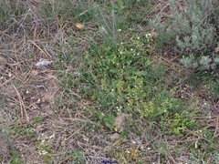 Lavandula pedunculata