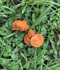 Marasmius vagus