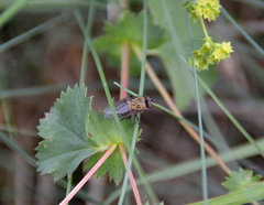 Pollenia rudis