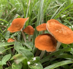 Marasmius vagus