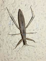 Sastrapada baerensprungi