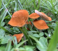 Marasmius vagus