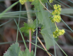 Pollenia rudis