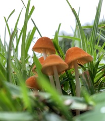 Marasmius vagus