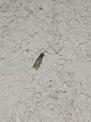 Annulipalpia