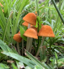 Marasmius vagus