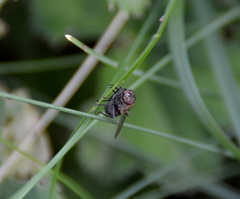Pollenia rudis