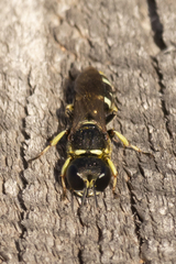 Ectemnius trifasciatus