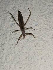 Sastrapada baerensprungi