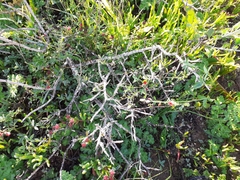 Indigofera claassensii