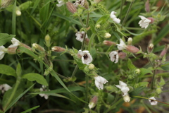 Microbotryum lychnidis-dioicae