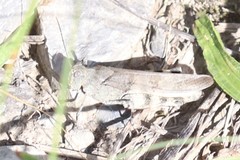 Spharagemon saxatile