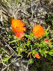 Lampranthus aurantiacus
