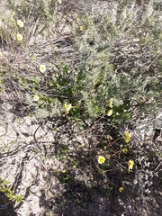 Osteospermum dentatum