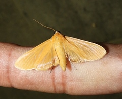 Phostria citrinalis