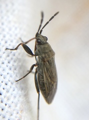 Peritrechus geniculatus
