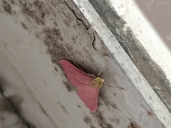 Pyrausta inornatalis