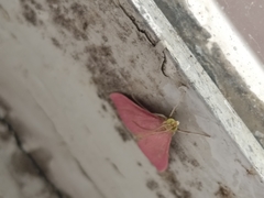 Pyrausta inornatalis