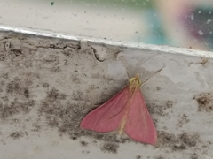 Pyrausta inornatalis